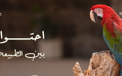 احتواء بين الطبيعة