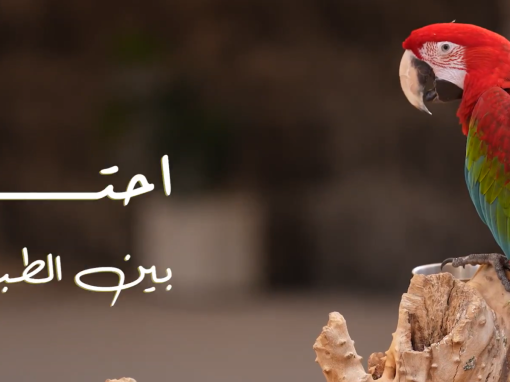 احتواء بين الطبيعة